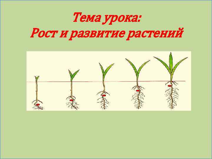 Тема урока: Рост и развитие растений 