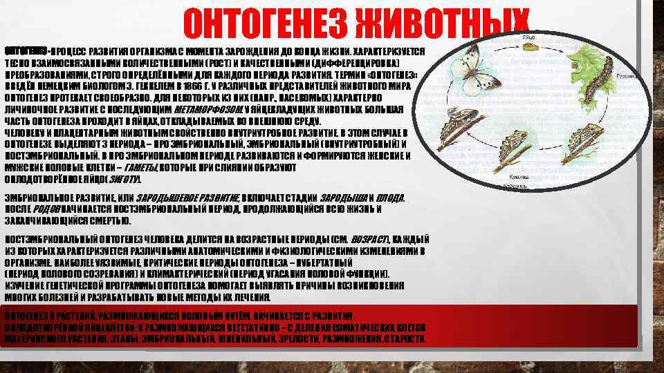 ОНТОГЕНЕЗ ЖИВОТНЫХ ОНТОГЕНЕЗ-ПРОЦЕСС РАЗВИТИЯ ОРГАНИЗМА С МОМЕНТА ЗАРОЖДЕНИЯ ДО КОНЦА ЖИЗНИ. ХАРАКТЕРИЗУЕТСЯ ТЕСНО ВЗАИМОСВЯЗАННЫМИ