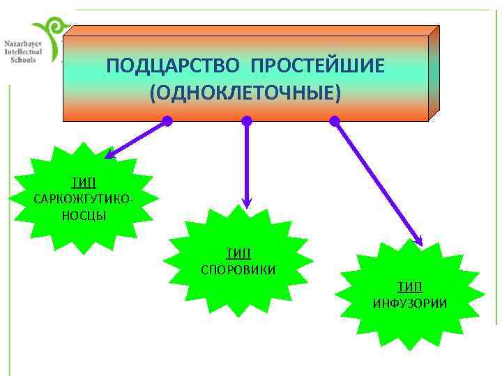 ПОДЦАРСТВО ПРОСТЕЙШИЕ (ОДНОКЛЕТОЧНЫЕ) ТИП САРКОЖГУТИКОНОСЦЫ ТИП СПОРОВИКИ ТИП ИНФУЗОРИИ 