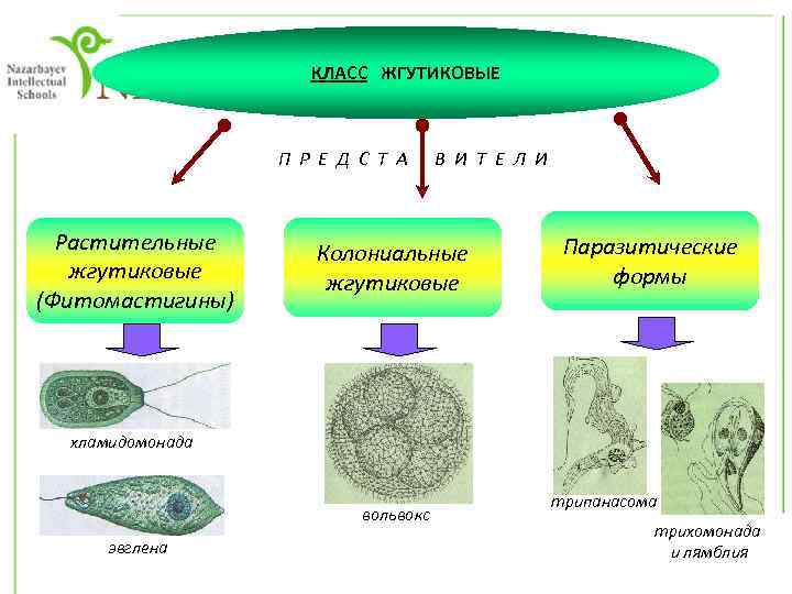 КЛАСС ЖГУТИКОВЫЕ П Р Е Д С Т А Растительные жгутиковые (Фитомастигины) В И