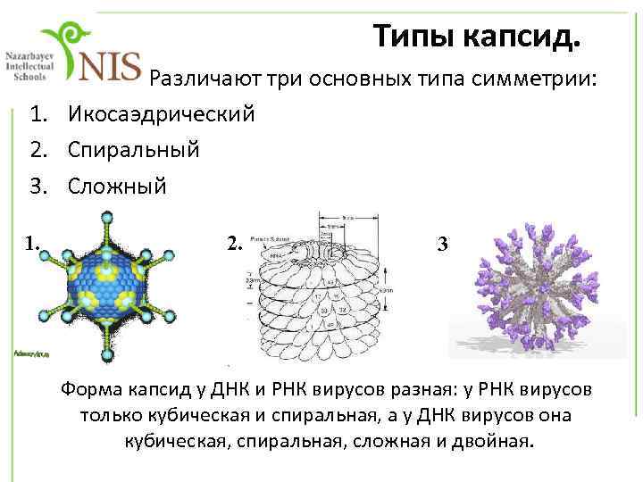 Типы капсид. Различают три основных типа симметрии: 1. Икосаэдрический 2. Спиральный 3. Сложный 1.