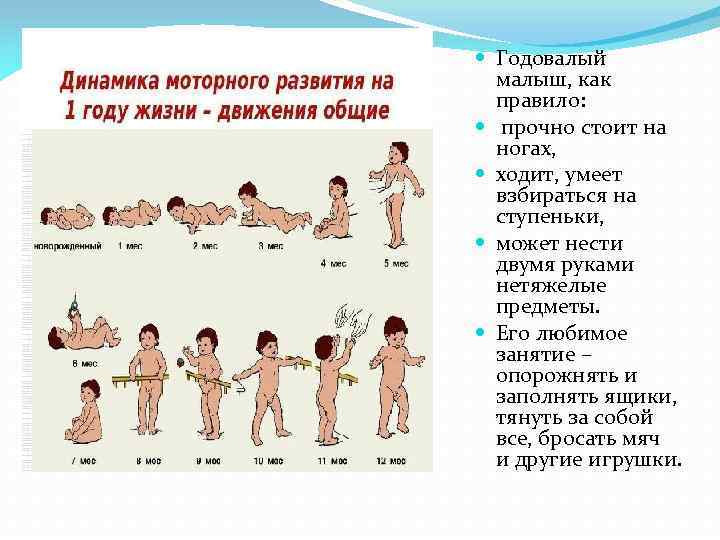  Годовалый малыш, как правило: прочно стоит на ногах, ходит, умеет взбираться на ступеньки,