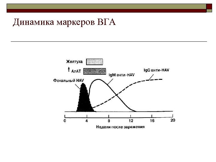 Динамика маркеров ВГА 