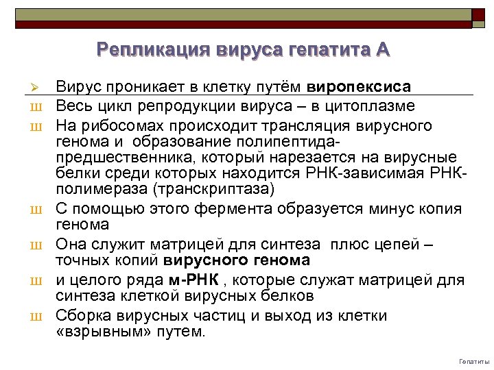 Репликация вируса гепатита A Ø Ш Ш Ш Вирус проникает в клетку путём виропексиса