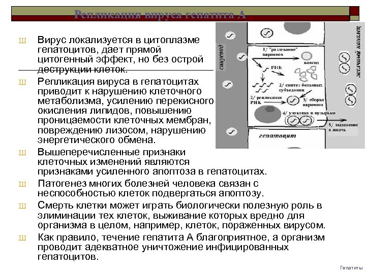 Репликация вируса гепатита A Ш Ш Ш Вирус локализуется в цитоплазме гепатоцитов, дает прямой