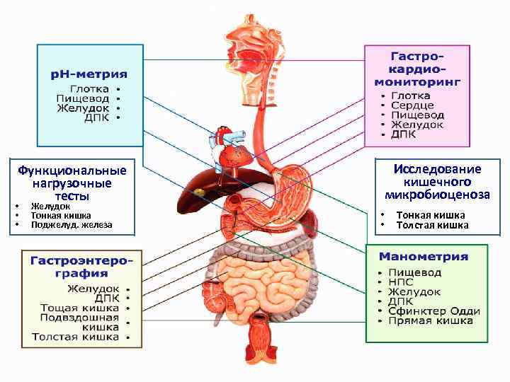 Функциональные нагрузочные тесты • • • Желудок Тонкая кишка Поджелуд. железа Исследование кишечного микробиоценоза