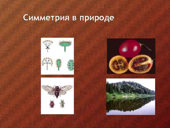 Симметрия в природе 