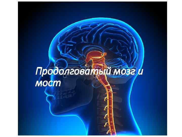 Продолговатый мозг и мост 