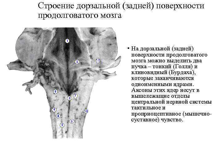 Строение дорзальной (задней) поверхности продолговатого мозга • На дорзальной (задней) поверхности продолговатого мозга можно