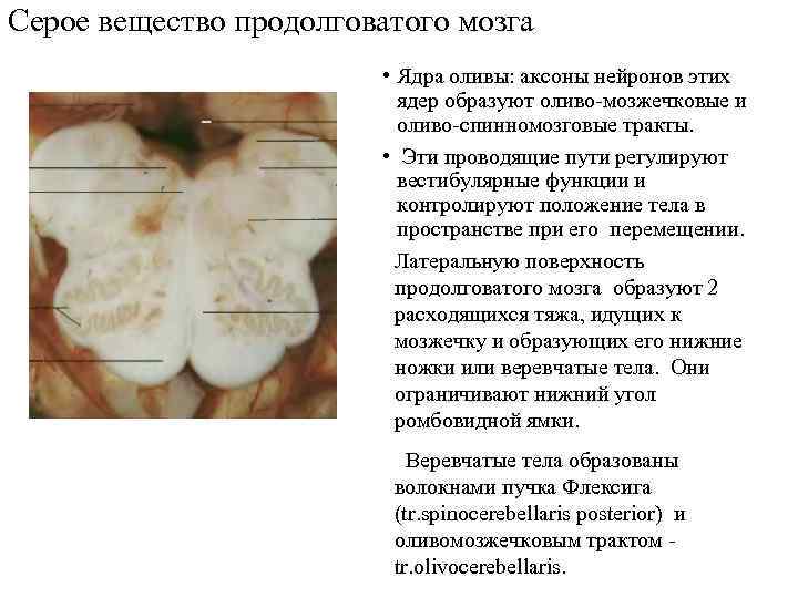 Серое вещество продолговатого мозга • Ядра оливы: аксоны нейронов этих ядер образуют оливо-мозжечковые и