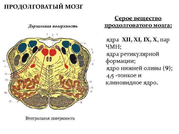 ПРОДОЛГОВАТЫЙ МОЗГ Дорзальная поверхность Серое вещество продолговатого мозга: ядра XII, XI, IX, X, пар