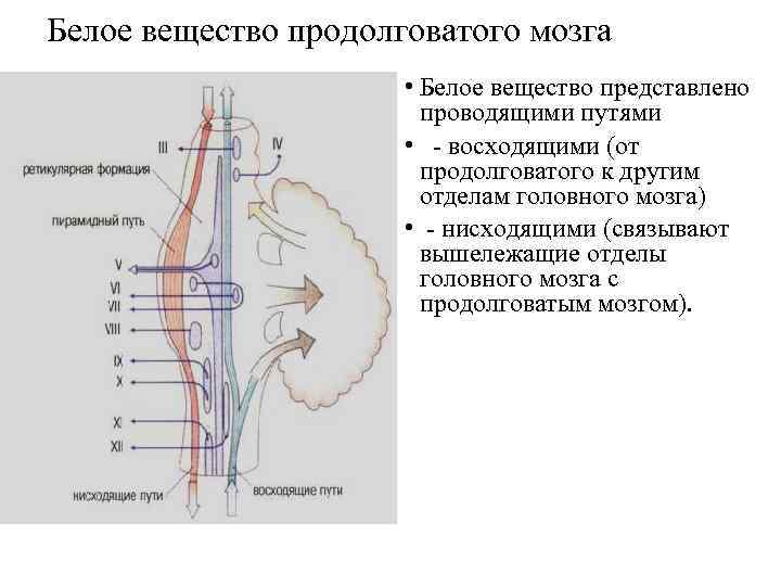Белое вещество продолговатого мозга • Белое вещество представлено проводящими путями • - восходящими (от