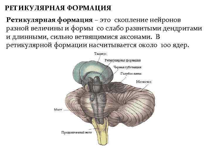 РЕТИКУЛЯРНАЯ ФОРМАЦИЯ Ретикулярная формация – это скопление нейронов разной величины и формы со слабо