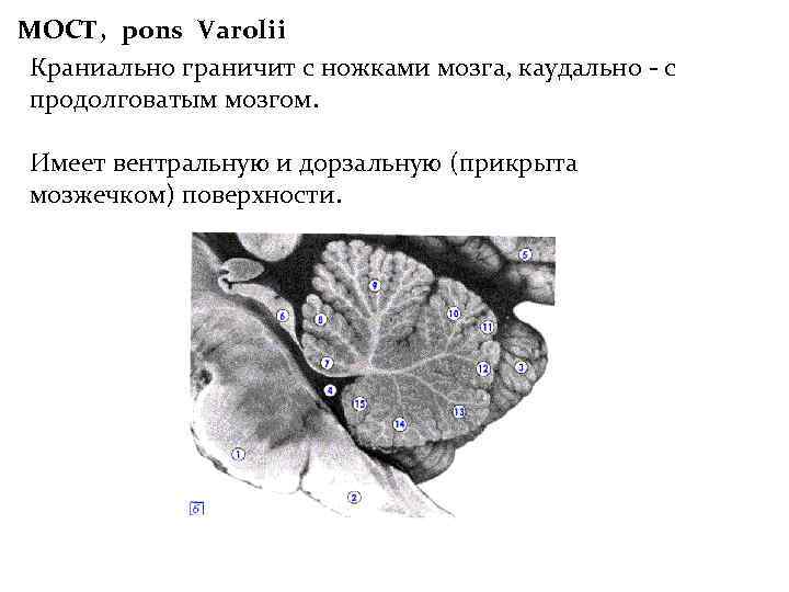 МОСТ, pons Varolii Краниально граничит с ножками мозга, каудально - с продолговатым мозгом. Имеет