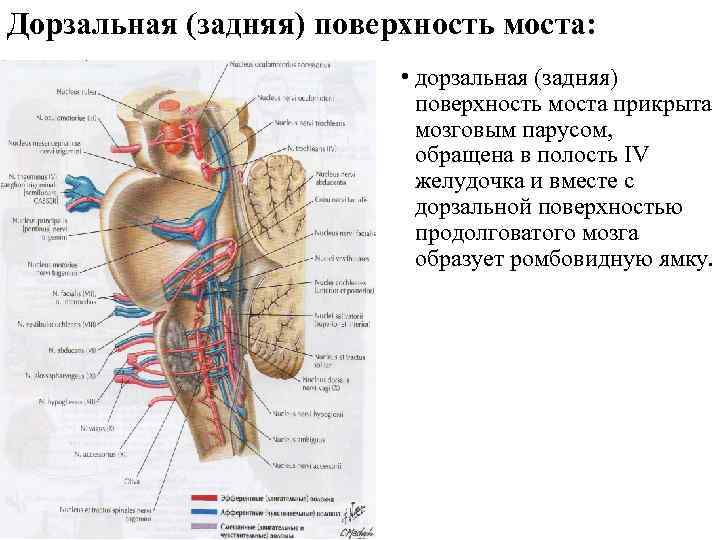 Дорзальная (задняя) поверхность моста: • дорзальная (задняя) поверхность моста прикрыта мозговым парусом, обращена в