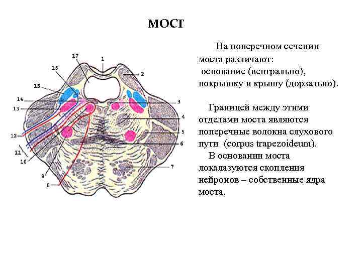 МОСТ На поперечном сечении моста различают: основание (вентрально), покрышку и крышу (дорзально). Границей между