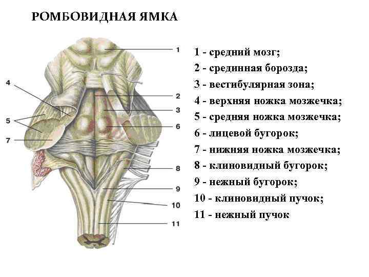 РОМБОВИДНАЯ ЯМКА 1 - средний мозг; 2 - срединная борозда; 3 - вестибулярная зона;