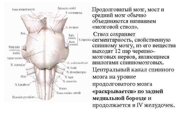 Продолговатый мозг, мост и средний мозг обычно объединяются названием «мозговой ствол» . Ствол сохраняет