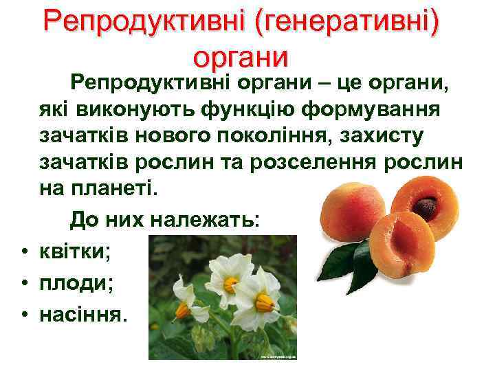 Репродуктивні (генеративні) органи Репродуктивні органи – це органи, які виконують функцію формування зачатків нового