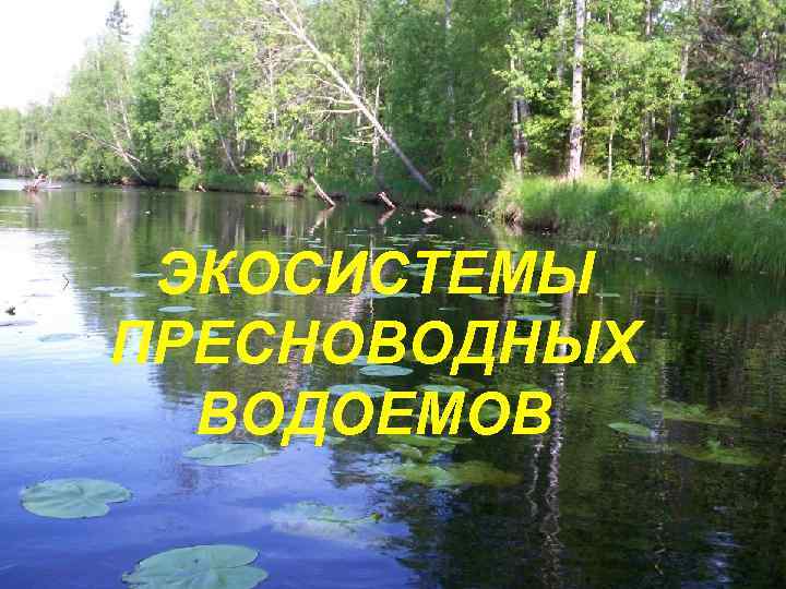 ЭКОСИСТЕМЫ ПРЕСНОВОДНЫХ ВОДОЕМОВ 