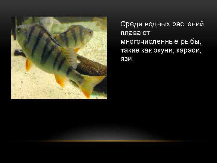 Среди водных растений плавают многочисленные рыбы, такие как окуни, караси, язи. 