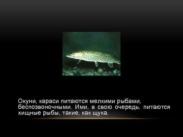 Окуни, караси питаются мелкими рыбами, беспозвоночными. Ими, в свою очередь, питаются хищные рыбы, такие,