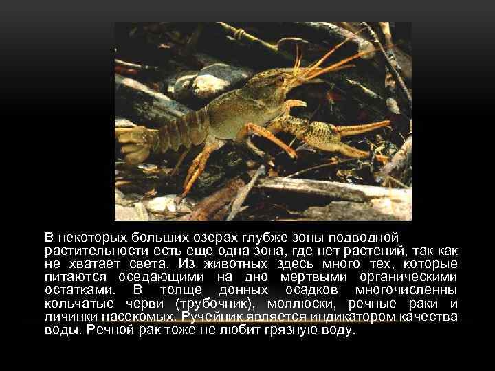 В некоторых больших озерах глубже зоны подводной растительности есть еще одна зона, где нет