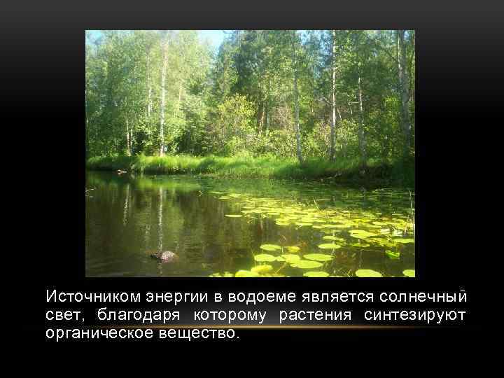 Источником энергии в водоеме является солнечный свет, благодаря которому растения синтезируют органическое вещество. 