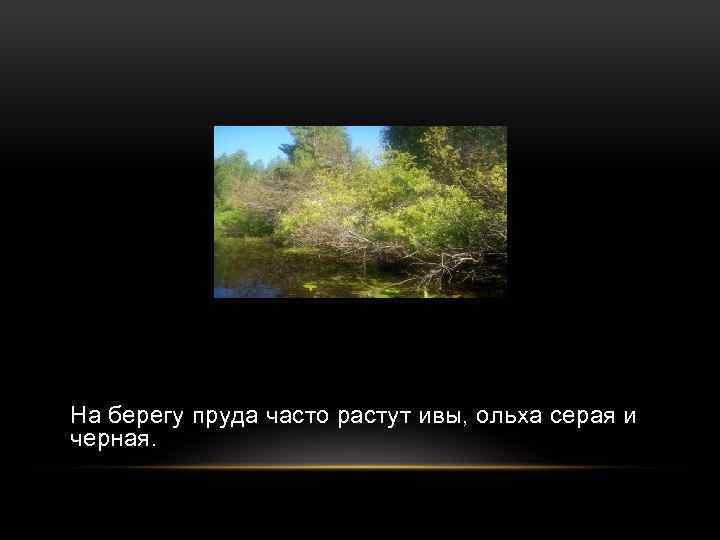 На берегу пруда часто растут ивы, ольха серая и черная. 