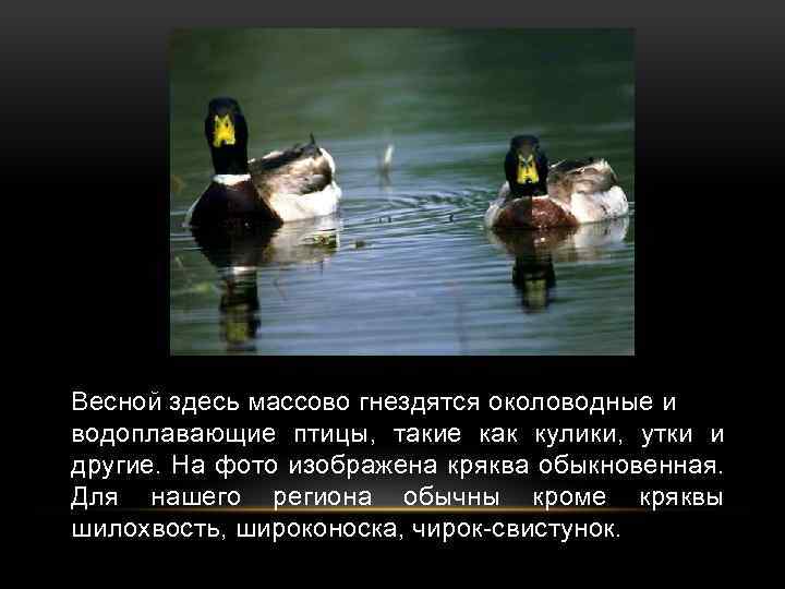Весной здесь массово гнездятся околоводные и водоплавающие птицы, такие как кулики, утки и другие.