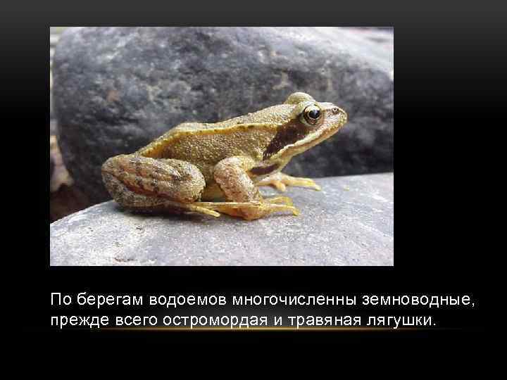 По берегам водоемов многочисленны земноводные, прежде всего остромордая и травяная лягушки. 
