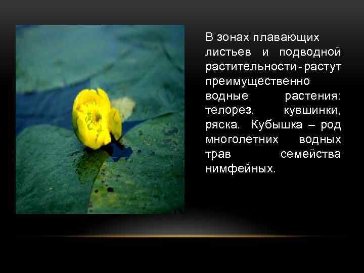 В зонах плавающих листьев и подводной растительности - растут преимущественно водные растения: телорез, кувшинки,