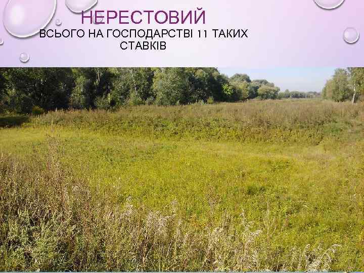 НЕРЕСТОВИЙ ВСЬОГО НА ГОСПОДАРСТВІ 11 ТАКИХ СТАВКІВ 