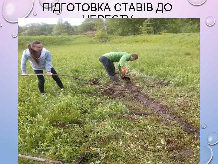 ПІДГОТОВКА СТАВІВ ДО НЕРЕСТУ 