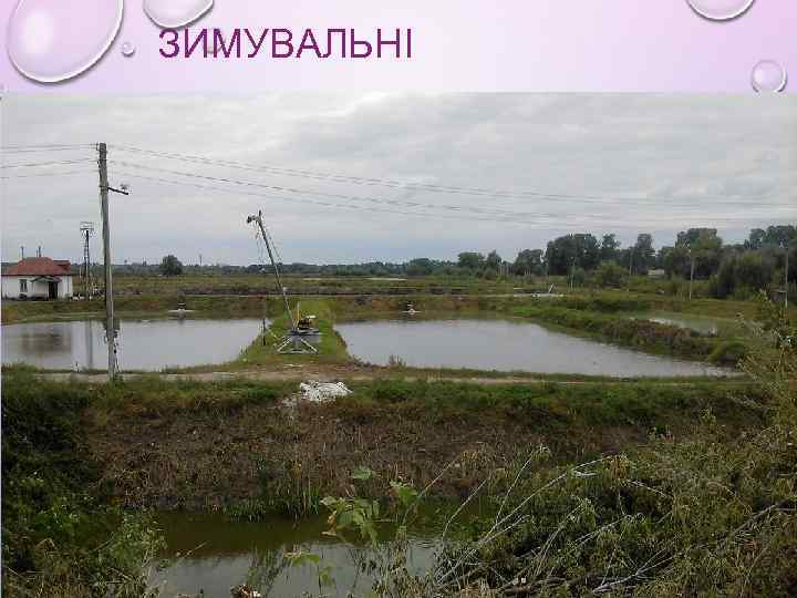 ЗИМУВАЛЬНІ 