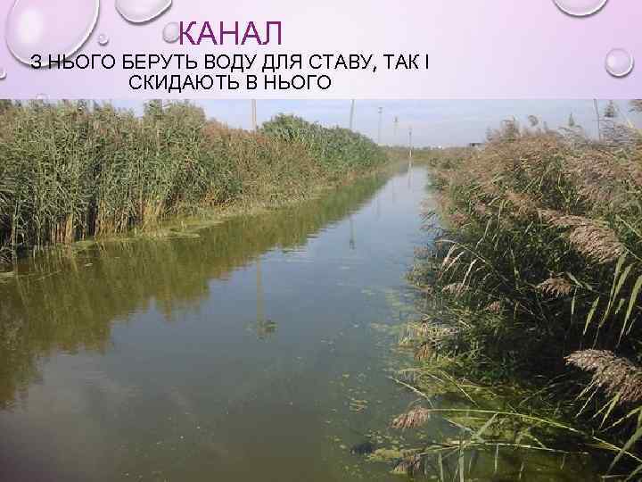 КАНАЛ З НЬОГО БЕРУТЬ ВОДУ ДЛЯ СТАВУ, ТАК І СКИДАЮТЬ В НЬОГО 