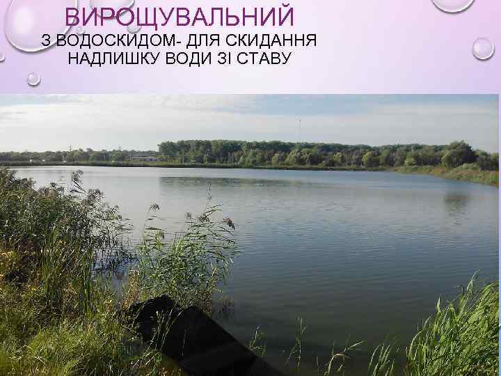 ВИРОЩУВАЛЬНИЙ З ВОДОСКИДОМ- ДЛЯ СКИДАННЯ НАДЛИШКУ ВОДИ ЗІ СТАВУ 