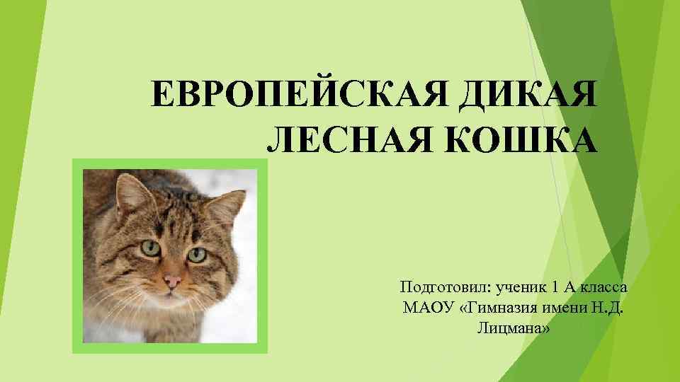ЕВРОПЕЙСКАЯ ДИКАЯ ЛЕСНАЯ КОШКА Подготовил: ученик 1 А класса МАОУ «Гимназия имени Н. Д.