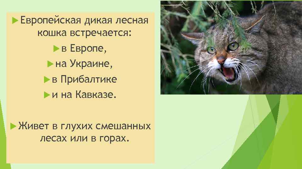  Европейская дикая лесная кошка встречается: в на Европе, Украине, в Прибалтике и на