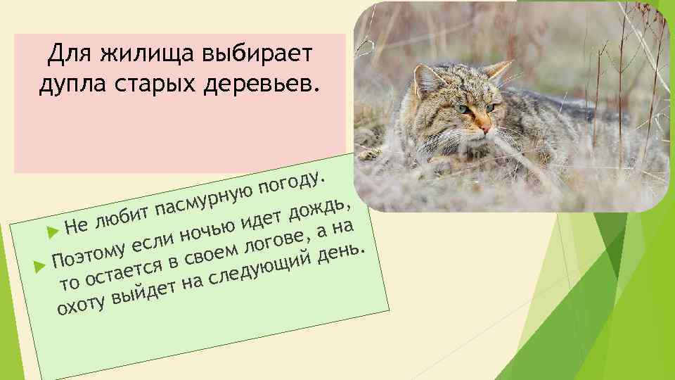 Для жилища выбирает дупла старых деревьев. году. ую по смурн ждь, па о юбит