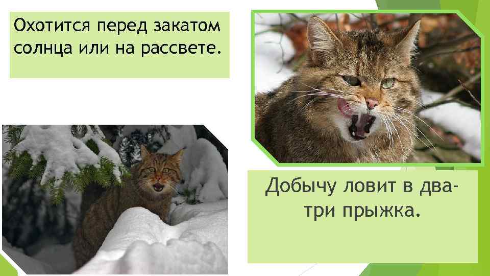 Охотится перед закатом солнца или на рассвете. Добычу ловит в дватри прыжка. 