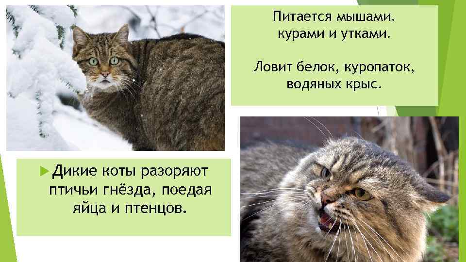Питается мышами. курами и утками. Ловит белок, куропаток, водяных крыс. Дикие коты разоряют птичьи