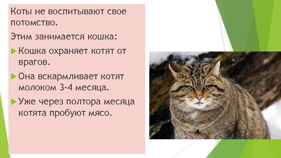 Коты не воспитывают свое потомство. Этим занимается кошка: Кошка охраняет котят от врагов. Она