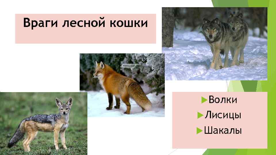 Враги лесной кошки Волки Лисицы Шакалы 