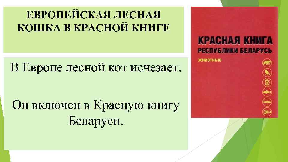 ЕВРОПЕЙСКАЯ ЛЕСНАЯ КОШКА В КРАСНОЙ КНИГЕ В Европе лесной кот исчезает. Он включен в