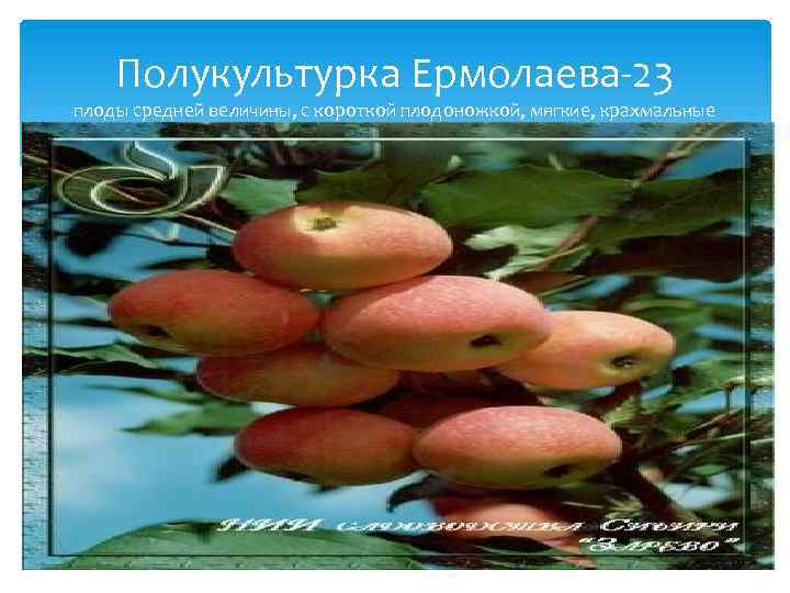 Полукультурка Ермолаева-23 плоды средней величины, с короткой плодоножкой, мягкие, крахмальные 