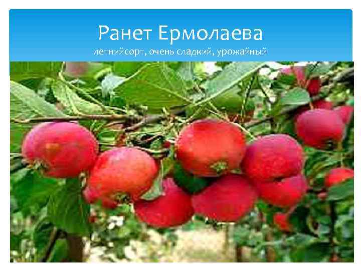 Ранет Ермолаева летнийсорт, очень сладкий, урожайный 