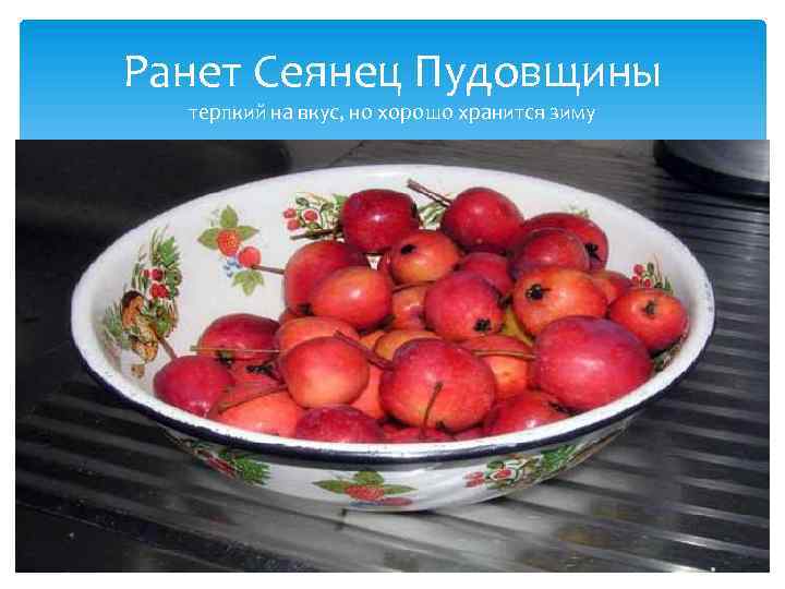 Ранет Сеянец Пудовщины терпкий на вкус, но хорошо хранится зиму 