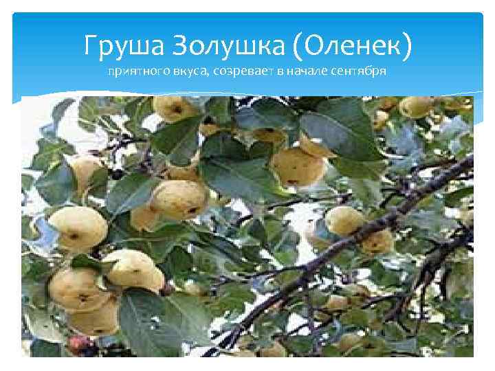 Груша Золушка (Оленек) приятного вкуса, созревает в начале сентября 