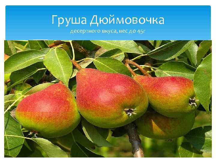 Груша Дюймовочка десертного вкуса, вес до 45 г 